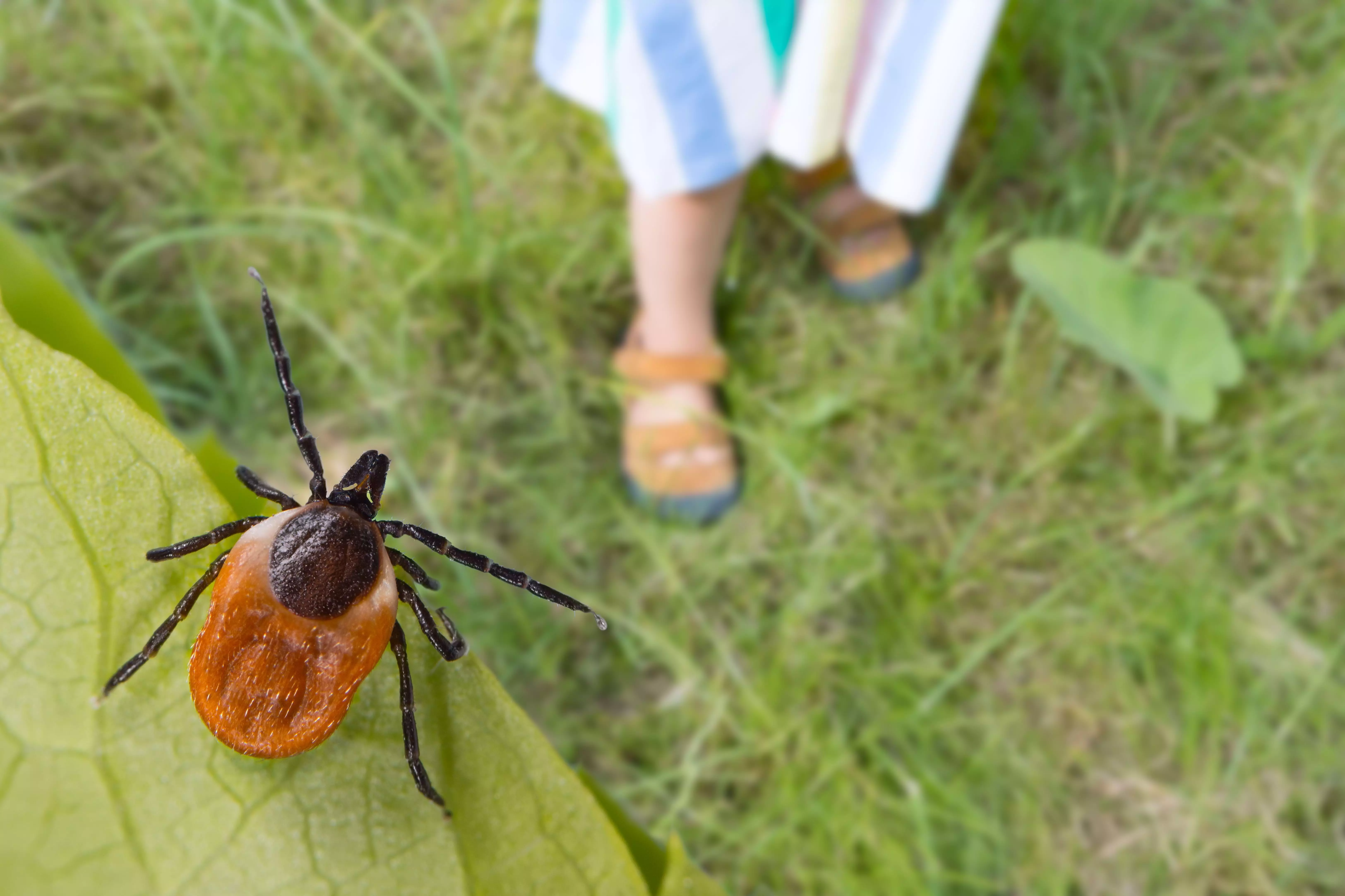 Borelioza z Lyme u dzieci - od właściwego rozpoznania do skutecznego leczenia